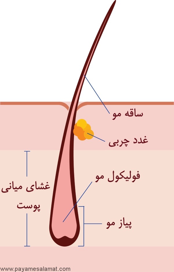 ساختار مو و نکاتی برای جلوگیری از ریزش مو