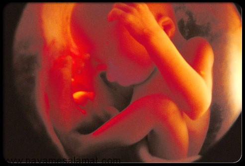 رشد جنین در سه ماهه سوم بارداری