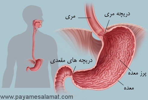 علائم و درمان ضعف معده