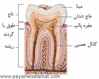 ساختار دندان و تعداد آنها در سنین مختلف