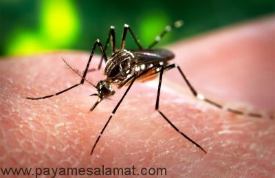 همه آنچه که باید درباره ویروس زیکا Zika بدانید