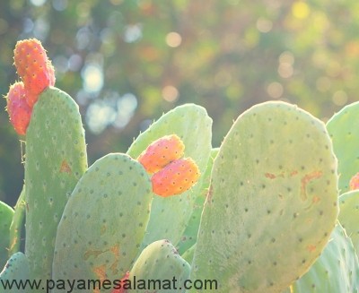 آب کاکتوس ماده عجیب اما مفید
