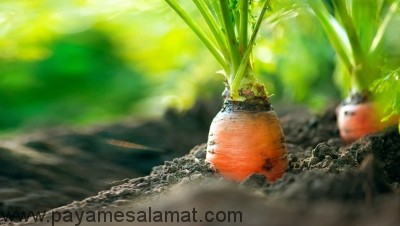 کشف راز بین ویتامین A و دیابت