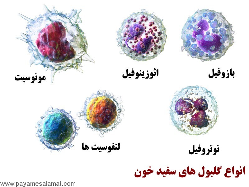 دلیل وجود گلبول سفید در ادرار و مدفوع چیست؟