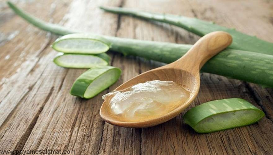 برترین خواص آلوئه ورا برای مو و پوست سر
