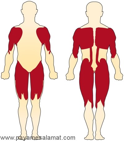 توقف کاهش عضلات با خوردن میوه
