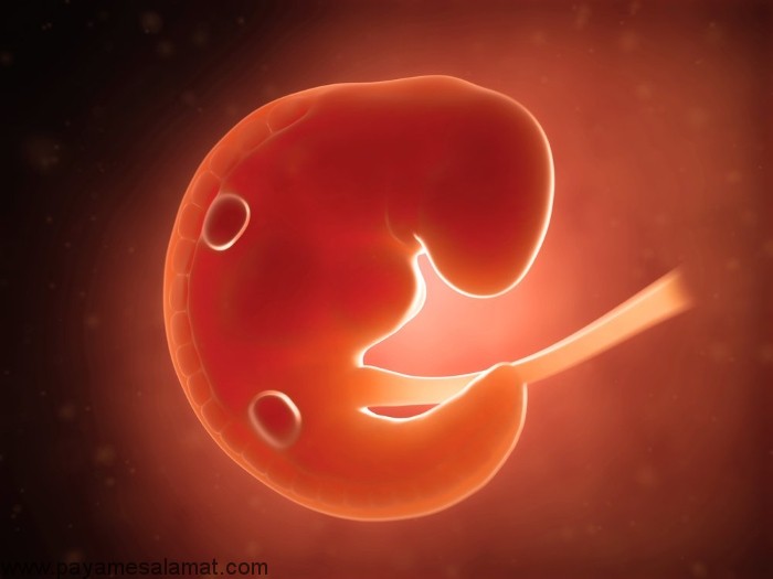 رشد سه ماهه اول جنین در بارداری