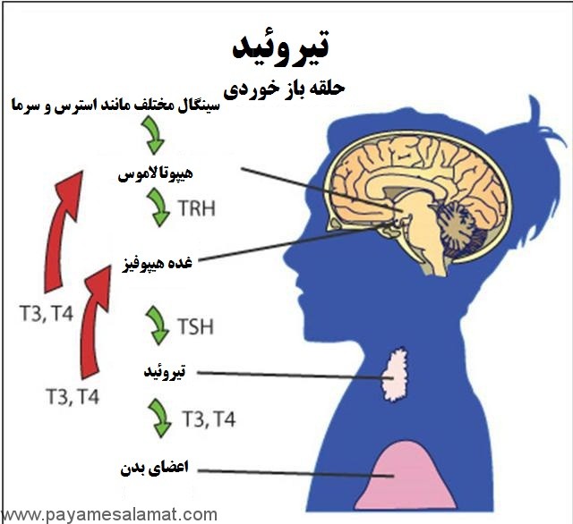 غده تیروئید چگونه کار می کند؟
