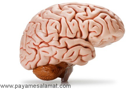 همه چیز در مورد مغز و کارکرد آن