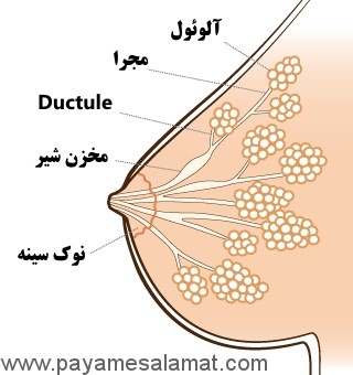 همه چیز در مورد چگونگی تولید شیر مادر و شیردهی به نوزاد