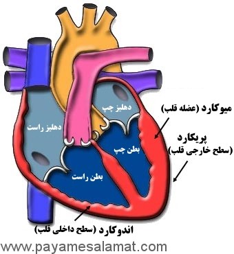 همه چیز در مورد آماس قلب یا میوکاردیت