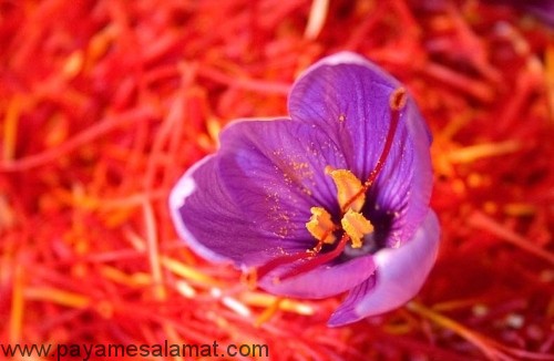 مواد غذایی مفید برای چشم و بیماری های مرتبط به آن