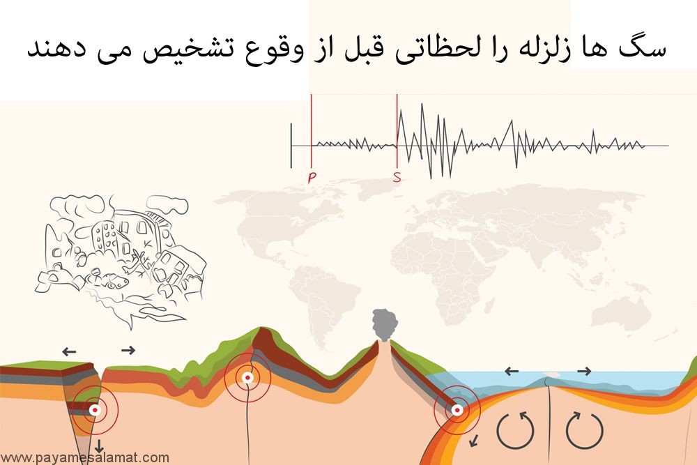 تشخیص زلزله توسط سگ ها