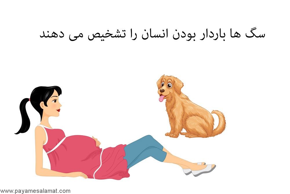 سگ ها باردار بودن انسان را تشخیص می دهند
