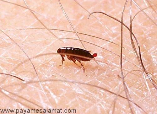 بهترین و موثرین درمان های خانگی نیش کک