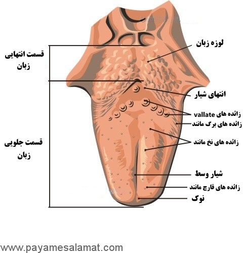 علت سوزن سوزن شدن و بی حسی زبان (پارستزی زبان)