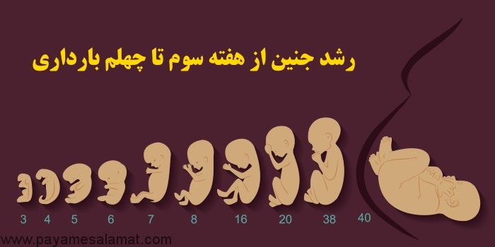 رشد جنین و جفت در هفته های بعدی بارداری