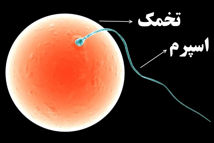 مراحل لقاح و شکل گیری بارداری