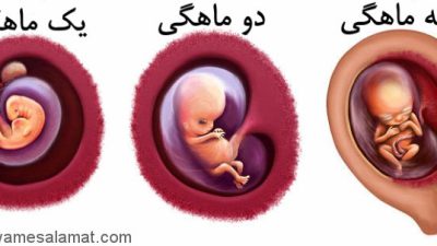 رشد جنین در سه ماه اول بارداری چگونه است؟