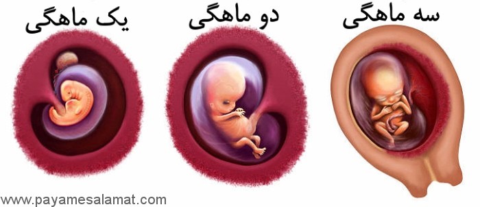 رشد جنین در سه ماه اول بارداری چگونه است؟