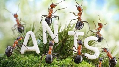 با معجزه آسا ترین خواص درمانی مورچه آشنا شوید