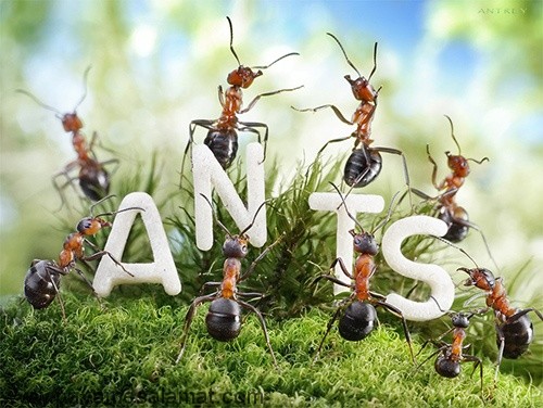 با معجزه آسا ترین خواص درمانی مورچه آشنا شوید