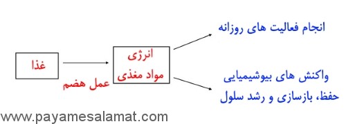 از رژیم غذایی سالم تا رژیم غذایی ضعیف و غیر مغذی