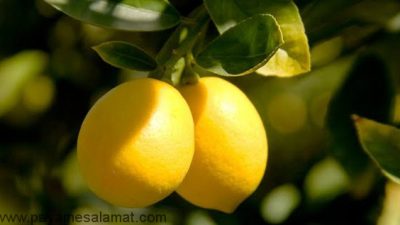 لیمو بخورید تا ...
