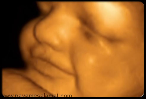 رشد جنین در سه ماهه دوم بارداری