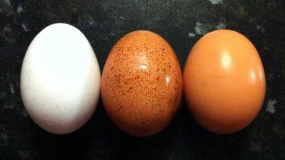 کالری تخم پرندگان چقدر است؟