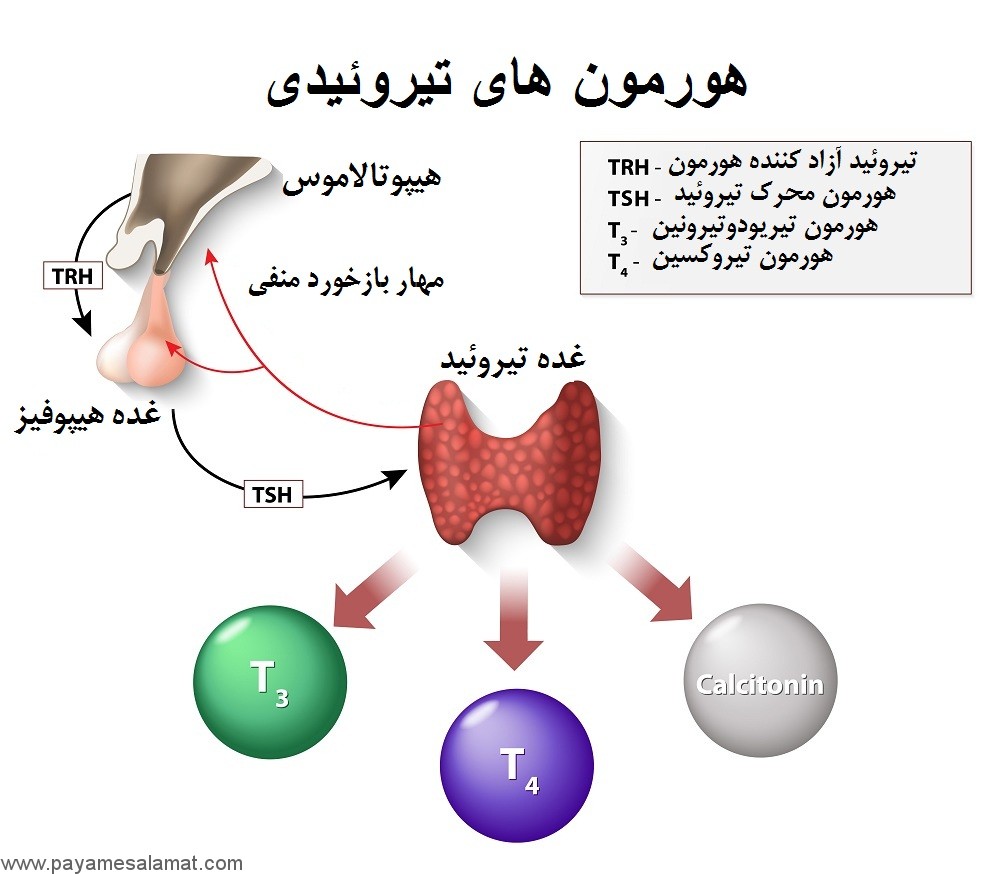 آزمایش T4 چیست؟