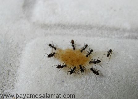 راه های از بین بردن مورچه ها به طور طبیعی