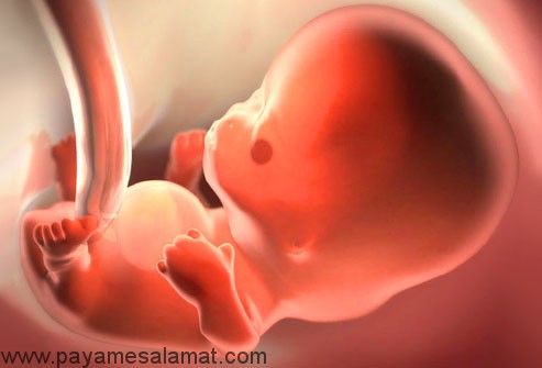 رشد سه ماهه دوم جنین در بارداری
