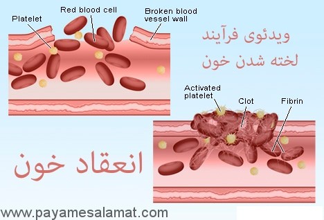 ویدئوی مراحل لخته شدن خون در هنگام خونریزی