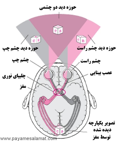 عملکرد و ساختار چشم
