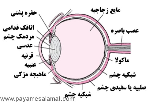 عملکرد و ساختار چشم