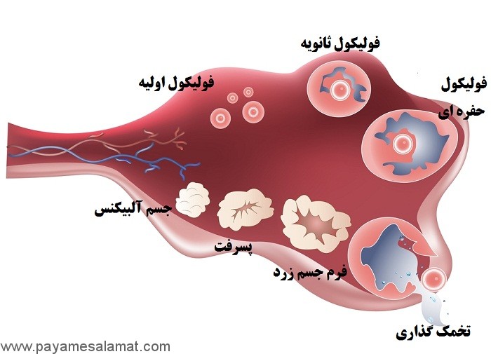 علت عدم تخمک گذاری در بدن برخی از زنان