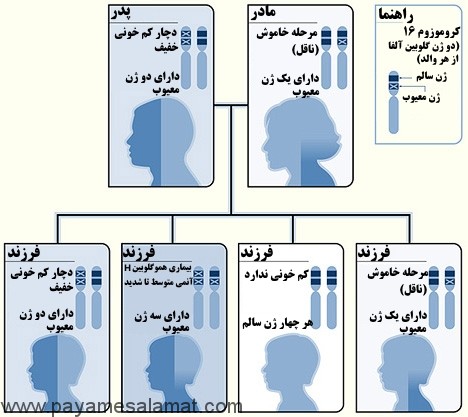 انواع و درمان های تالاسمی و الگوهای وارثتی ابتلا به آن