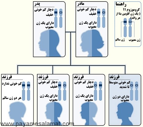 انواع و درمان های تالاسمی و الگوهای وارثتی ابتلا به آن