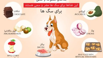 غذاهای مضر برای سگ ها که نباید به آن ها بدهید