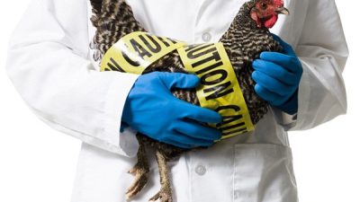 علل، علائم، درمان و پیشگیری از آنفلوانزای مرغی