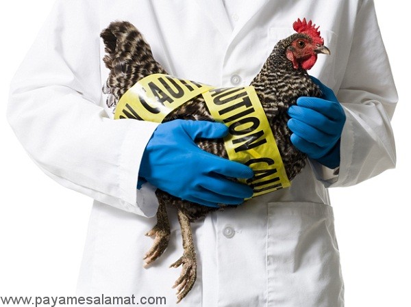علل، علائم، درمان و پیشگیری از آنفلوانزای مرغی
