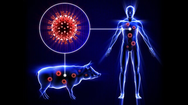 علائم و شنانه های آنفولانزای خوکی