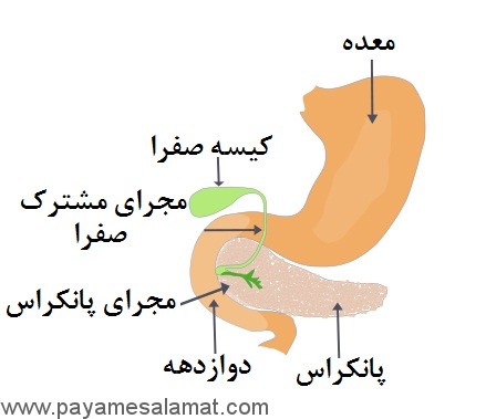 علت و نشانه های کیست پانکراس