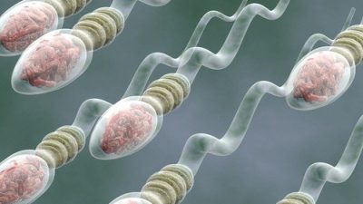 طول عمر اسپرم چقدر است و چگونه می توان کیفیت آن را بهبود داد؟