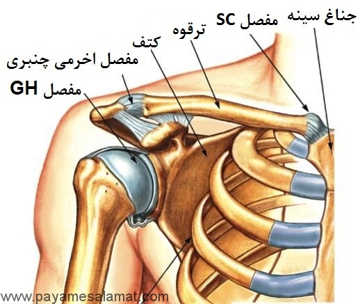 علت درد ترقوه و بهترین درمان های آن