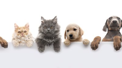 نکات مهم در مورد نگهداری از حیوانات خانگی