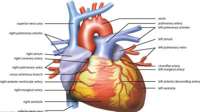 بیماری اختلال عملکرد گره سینوسی قلب