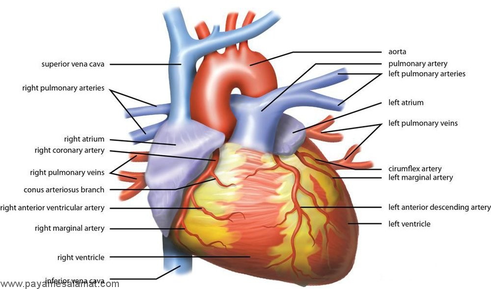 بیماری اختلال عملکرد گره سینوسی قلب