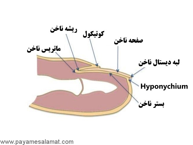 مراقبت از ناخن